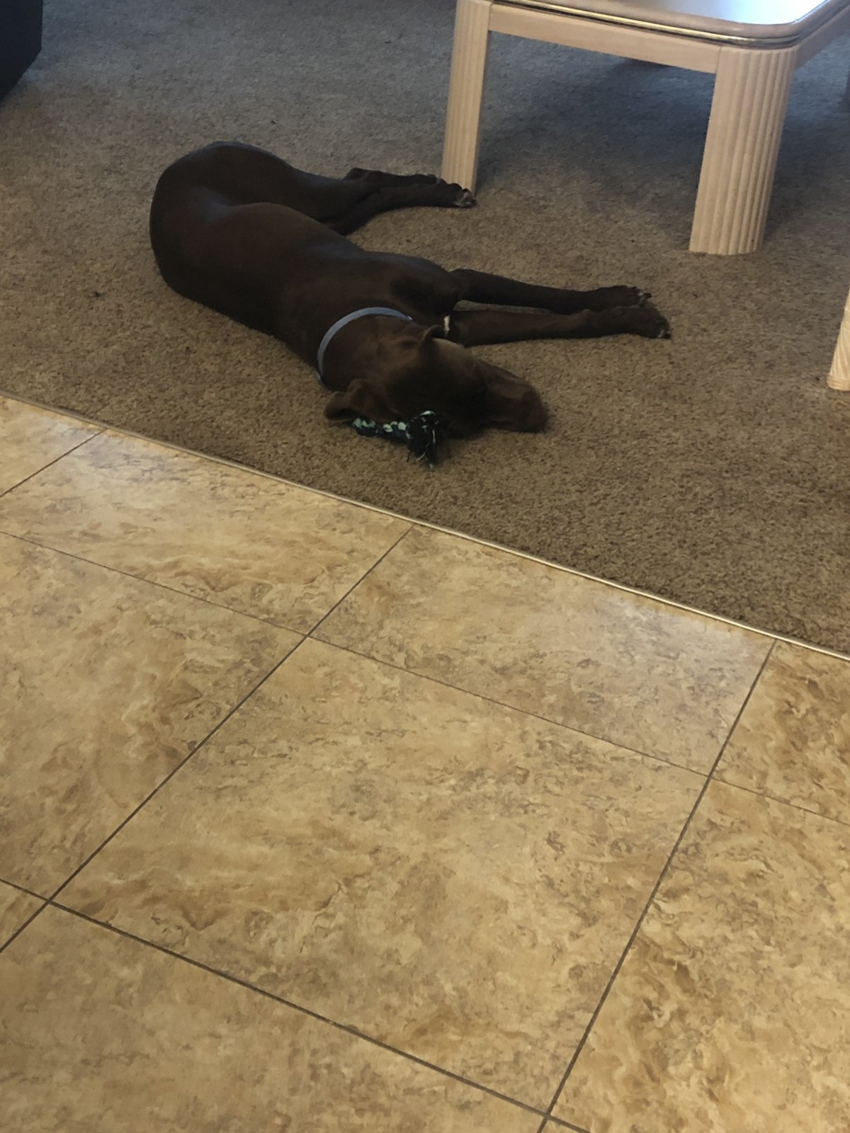 Riva on his rope lights out.jpg