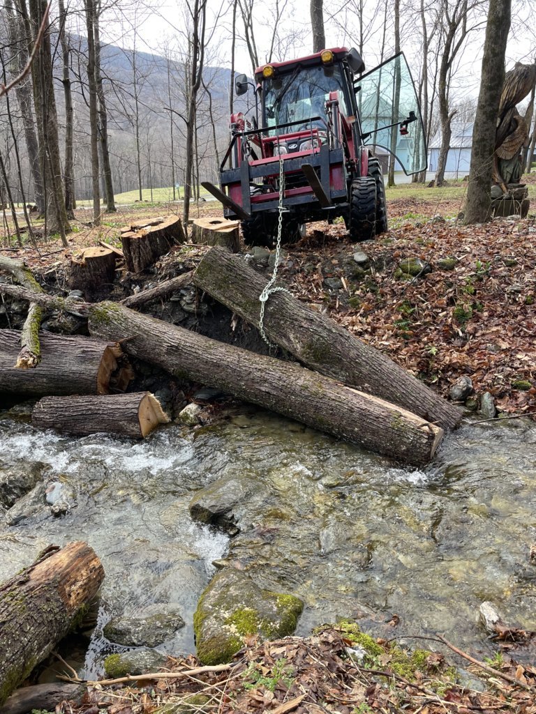 rivertree.jpg