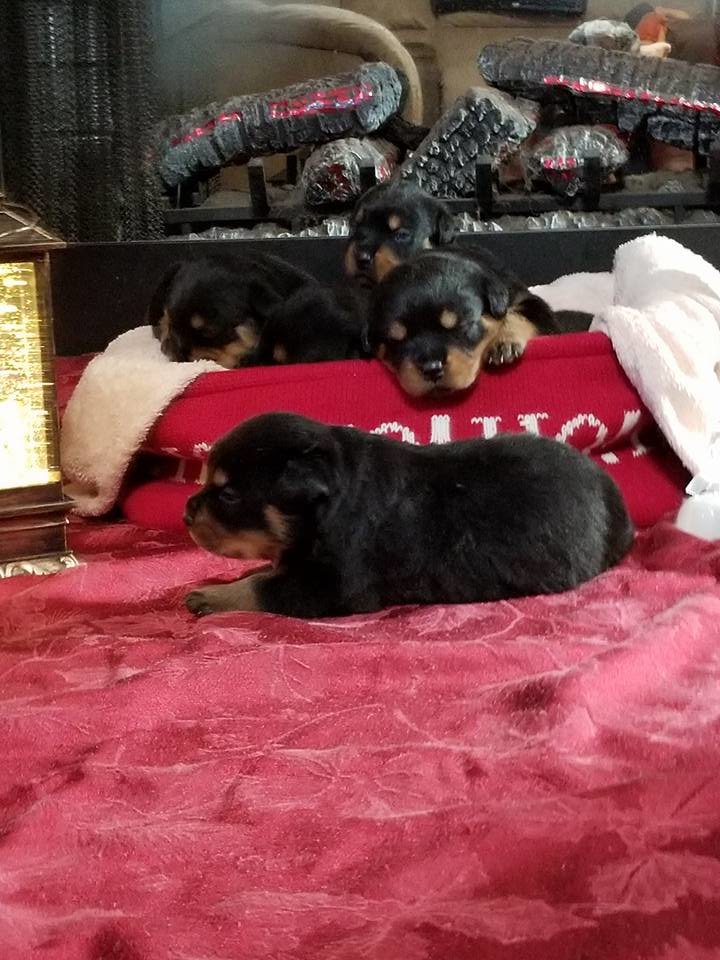 Rottweiler_Pups.jpg