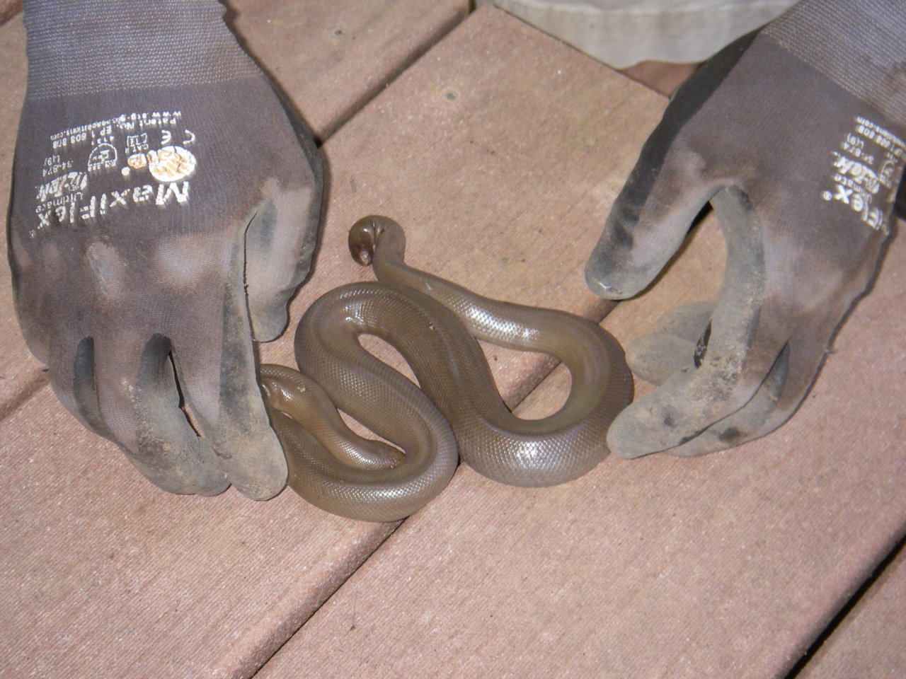 Rubber Boa 1.jpg