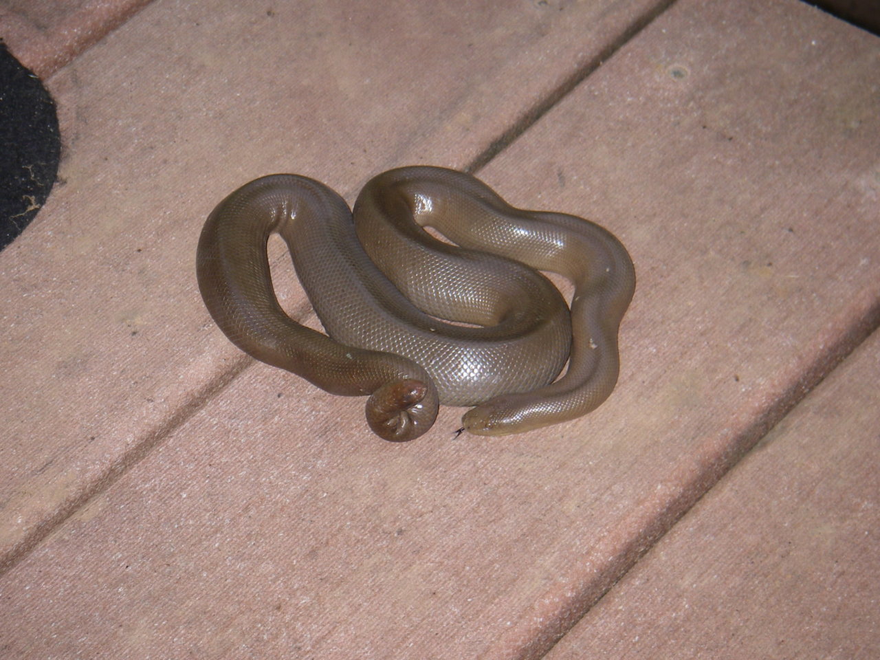 Rubber Boa 2.jpg