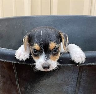 Rusty2.jpg