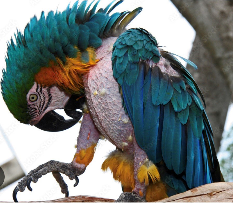 Sad Parrot.jpg