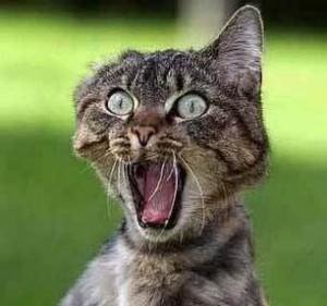 scared cat.jpg