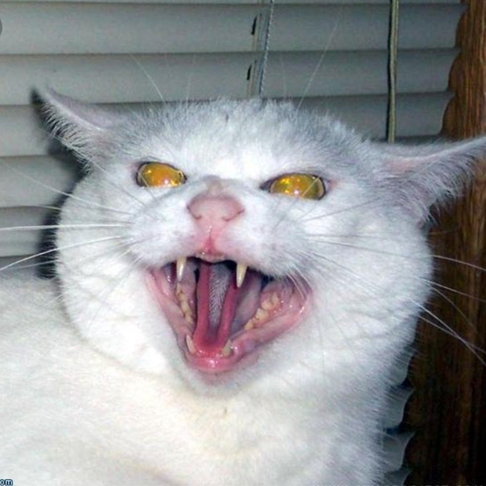 Кошка рычит и шипит. Злой кот. Злая кошка. Бешеный кот. Злой белый кот.