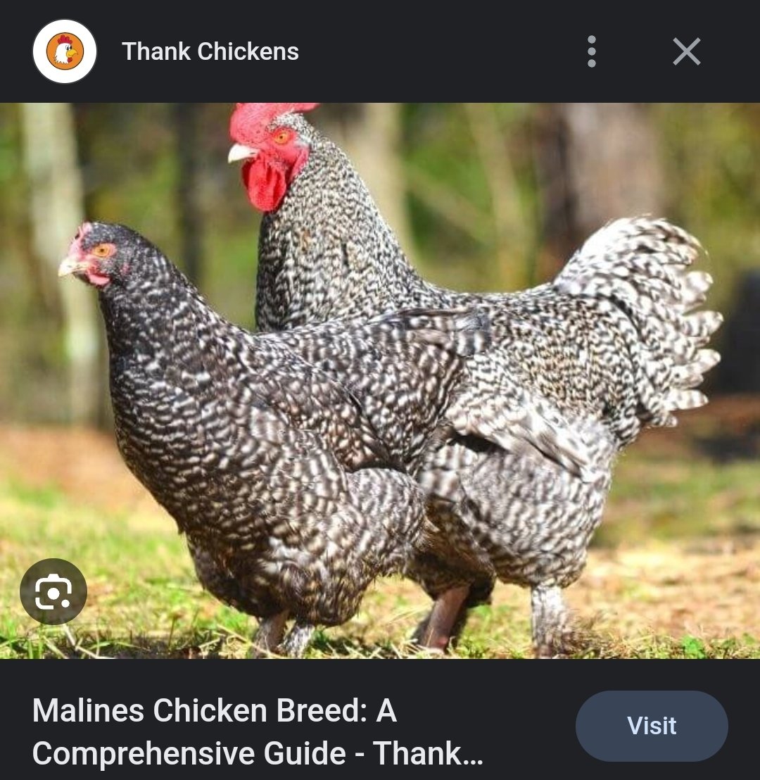 Screenshot_20230530_114801_Google.jpg