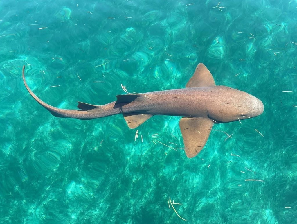 shark1.jpg