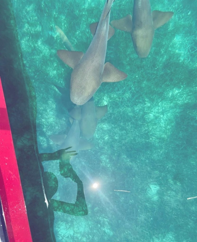 shark2.jpg