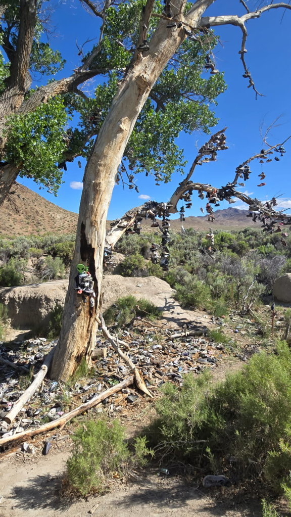 Shoe Tree.jpg
