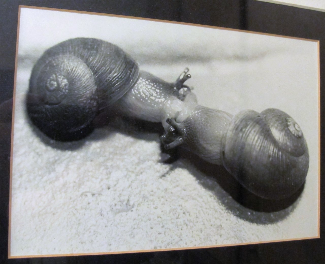 SnailSex.jpg