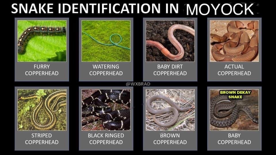 Snake.jpg