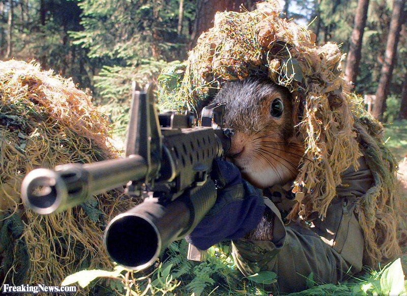 Sniper-Squirrel-in-the-Army--30002.jpg