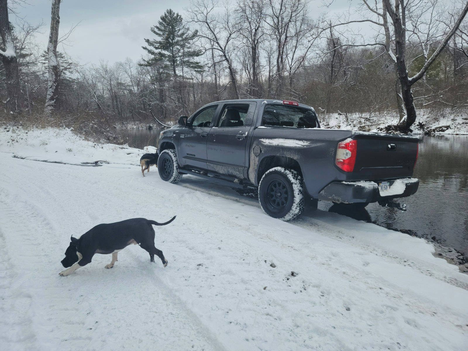 snow dogs.jpg