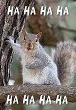 squirell.jpg
