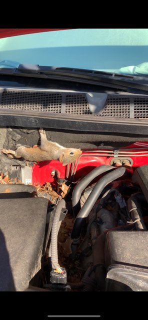 squirrel1.png