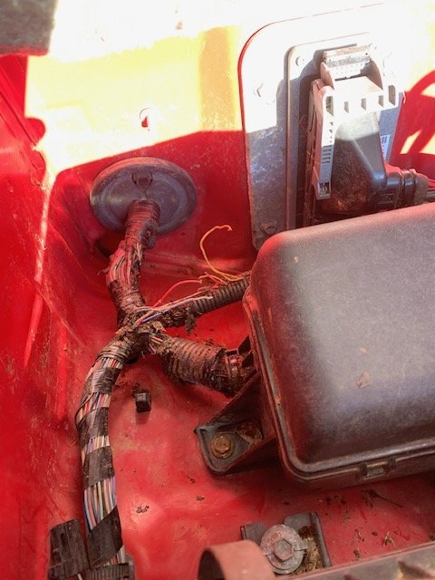 squirrel3wires.jpg