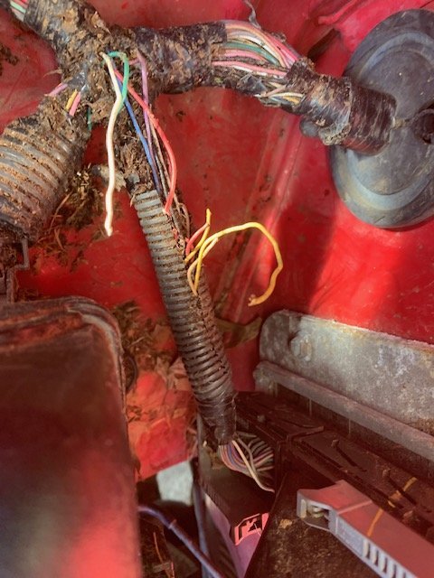 squirrel4wires.jpg