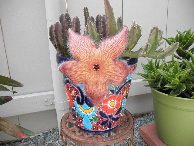 Starfish Succulent.jpg