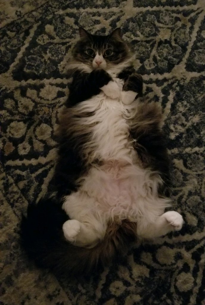 Stella Belly.jpg
