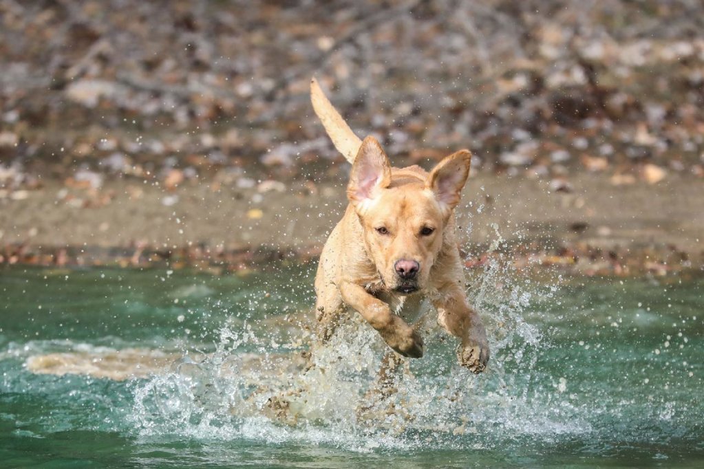Stetson Purina.jpg