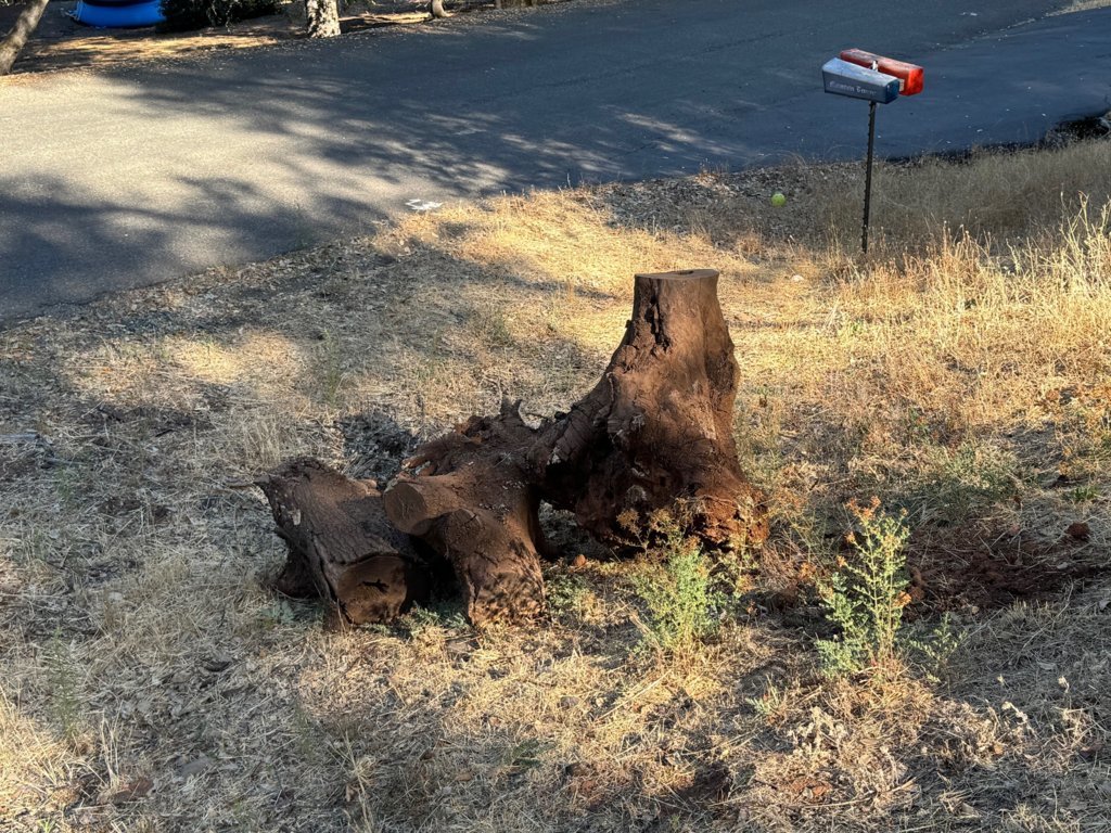 stump1.jpg