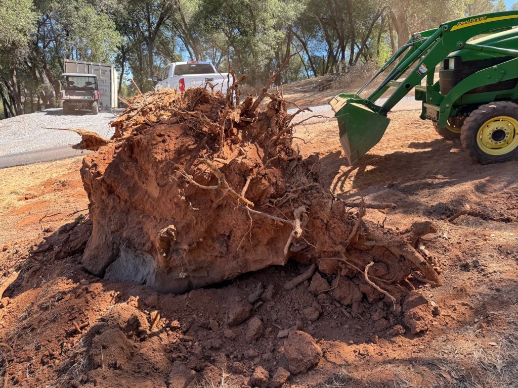 stump2.jpg