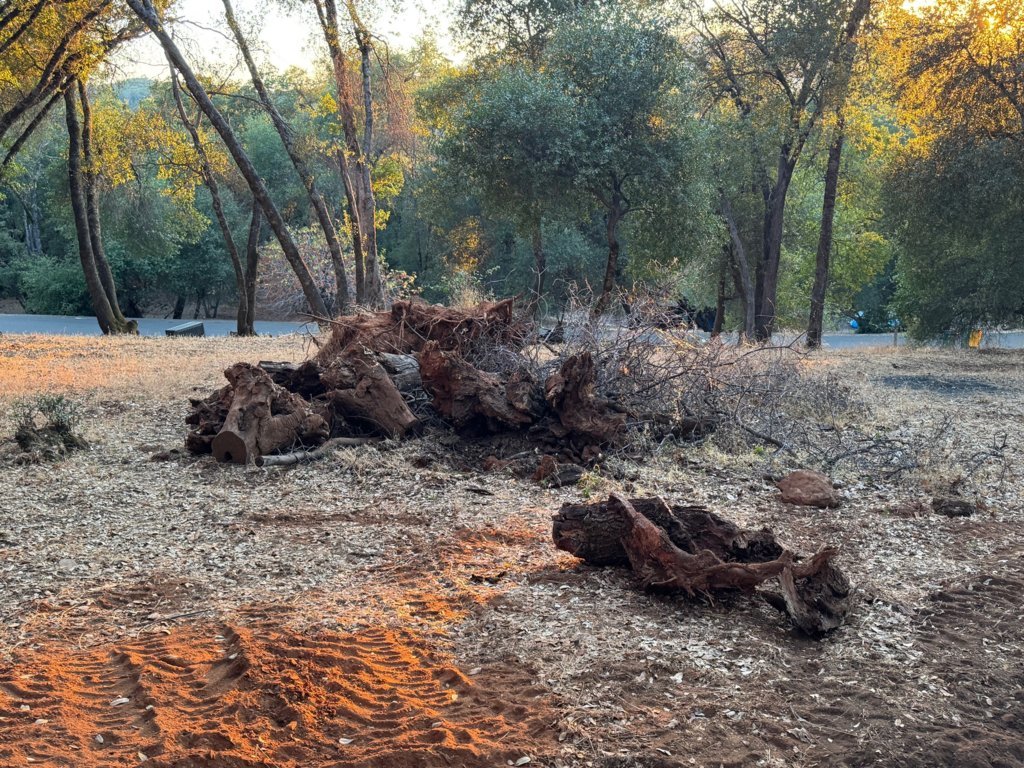 stump3.jpg