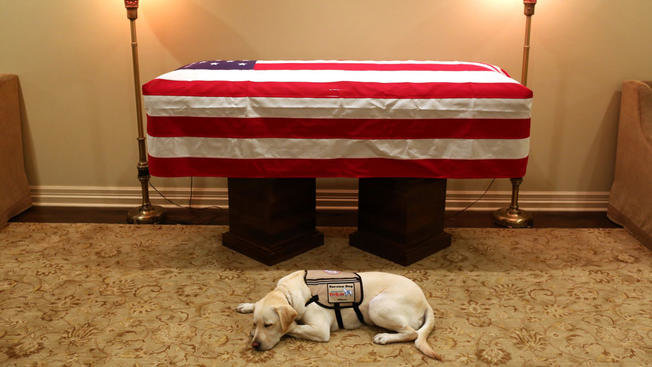 Sully-Service-Dog-120281.jpg