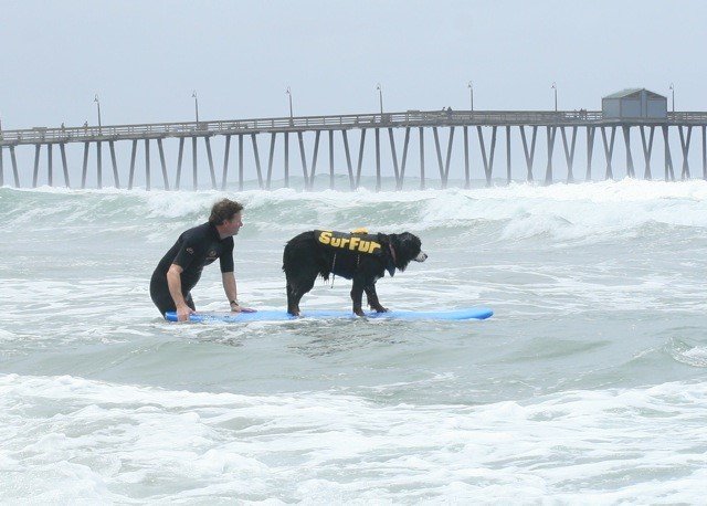 Surf Dog3.jpg