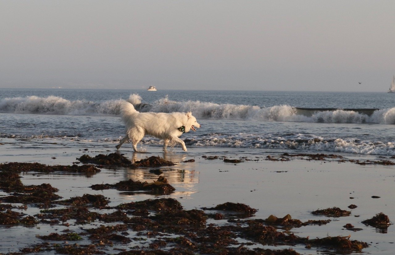 Surf's Up.jpg