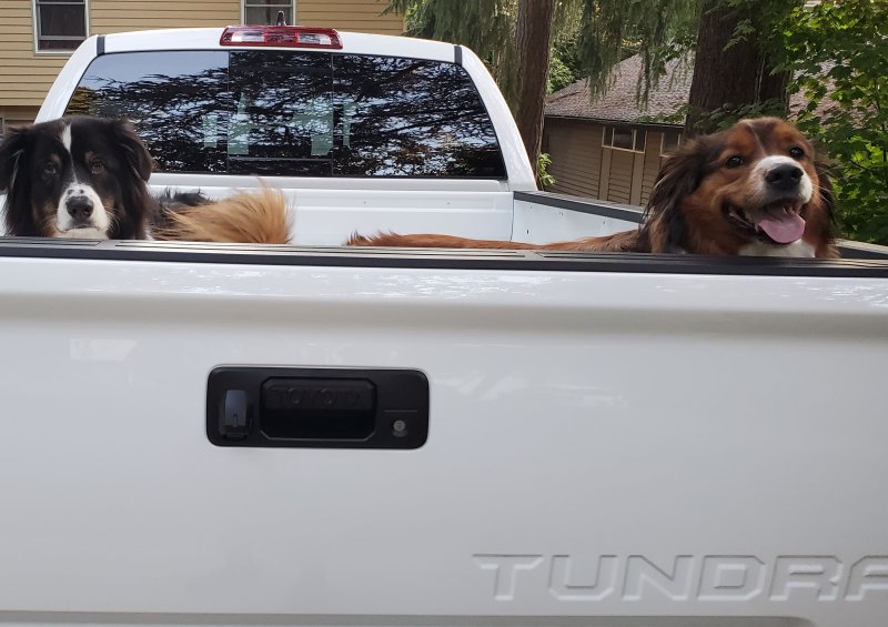 t-dogs-s.jpg