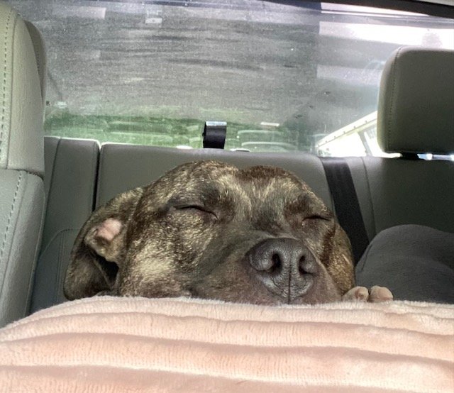 Tallulah eyes closed.jpg
