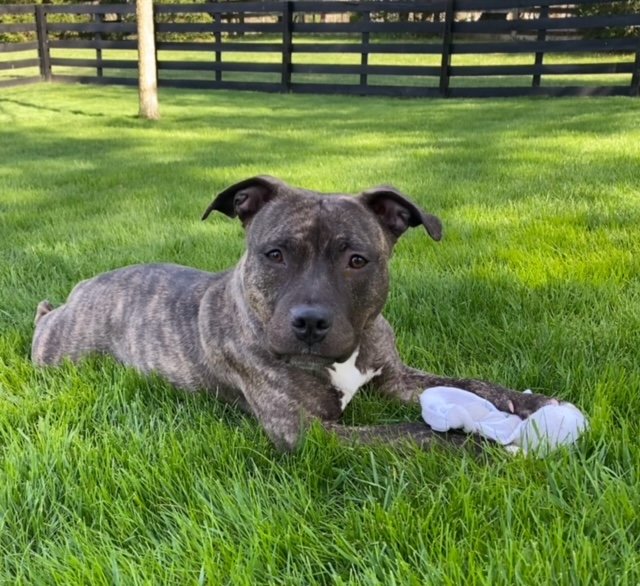 Tallulah in the Grass.jpg