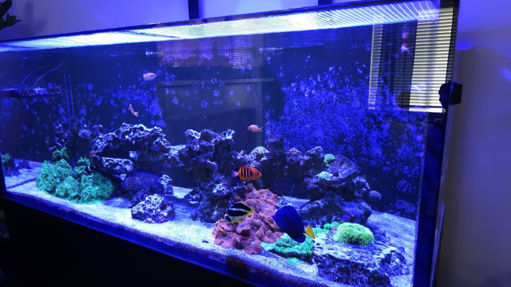 tank1024full.jpg