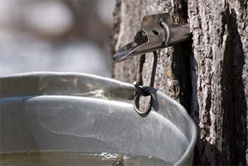 tap-tree-maple-syrup.jpg