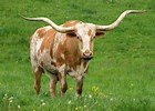 texas.jpg