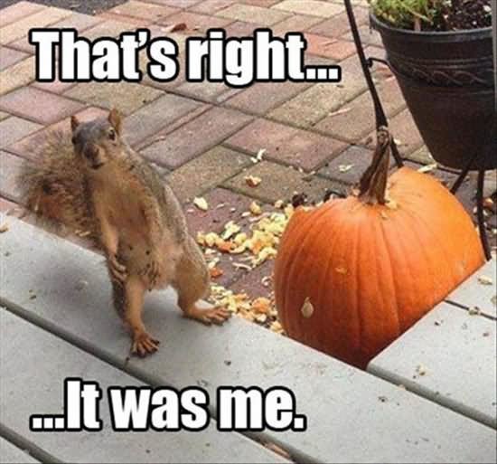 Thats-Right-It-Was-Funny-Squirrel-Meme-Image.jpg