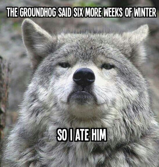 The-Groundhog-Said-Six-More-Weeks-Of-Winter-Funny-Wolf-Picture.jpg