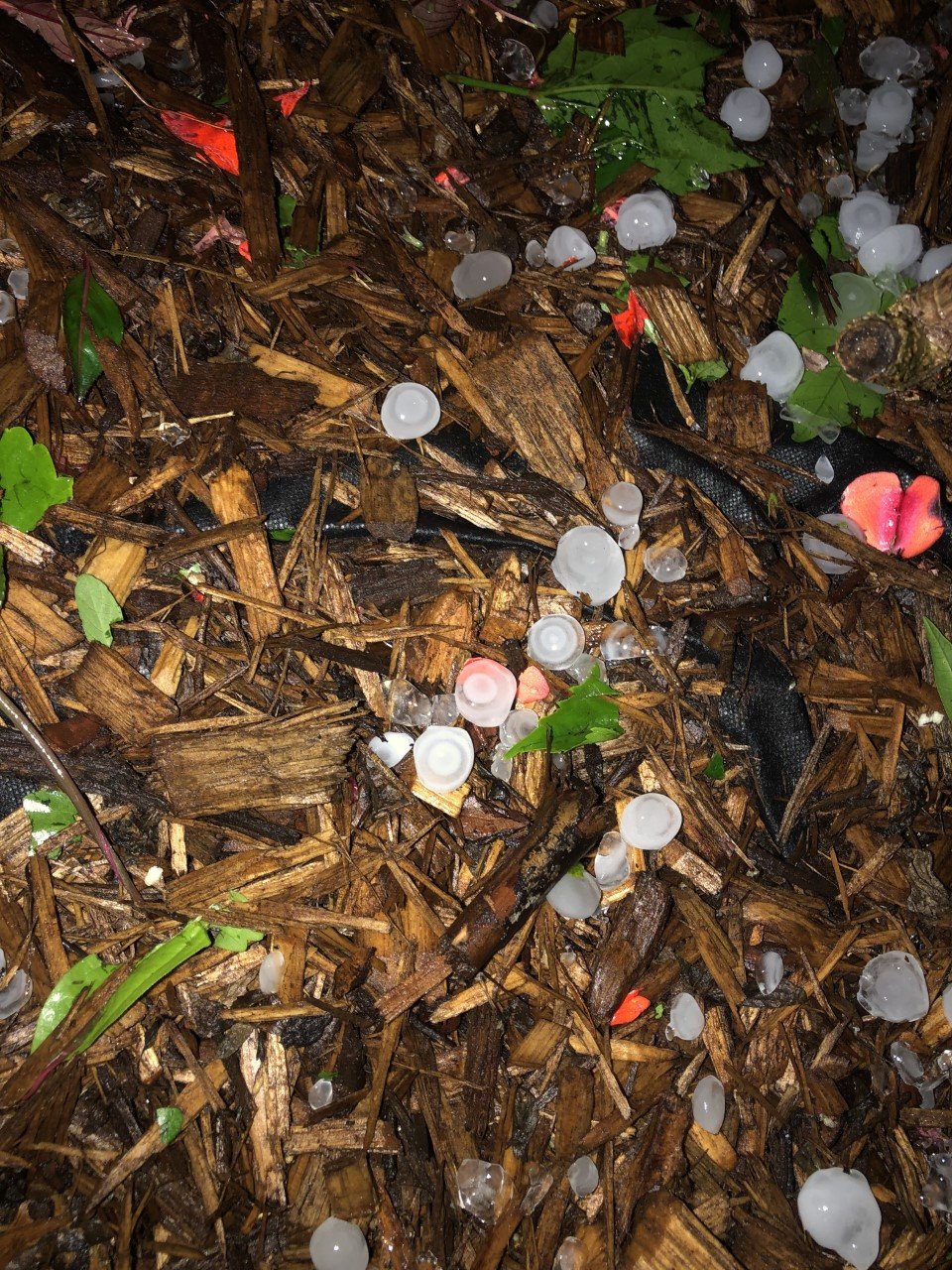 thumbnail_IMG_5216 mom nature balls 1.jpg