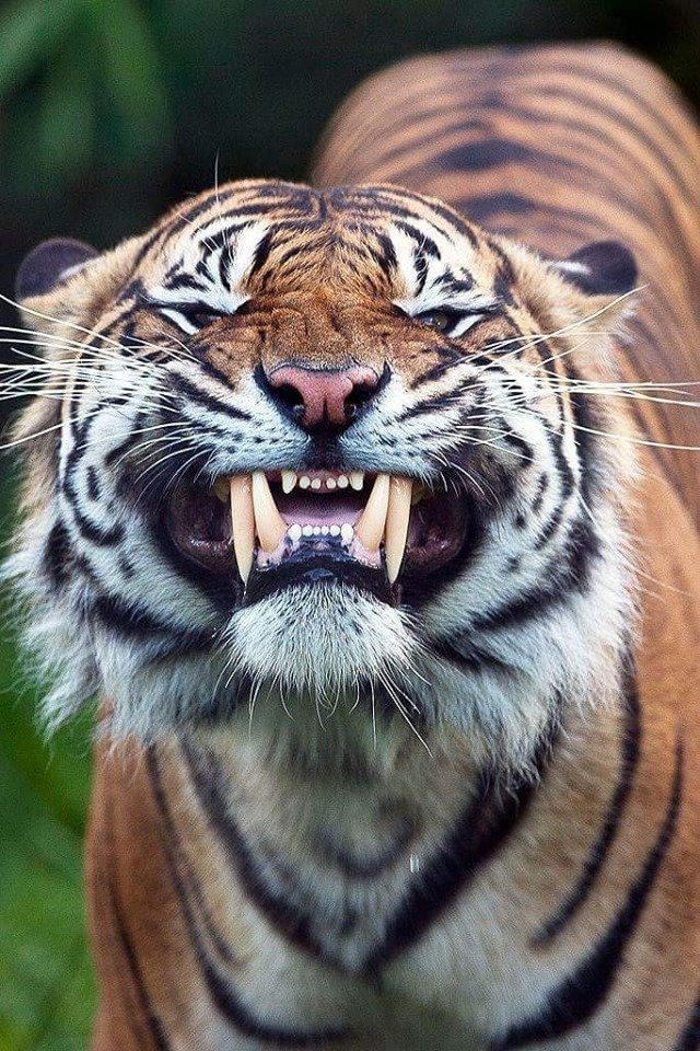 tiger smile.jpg