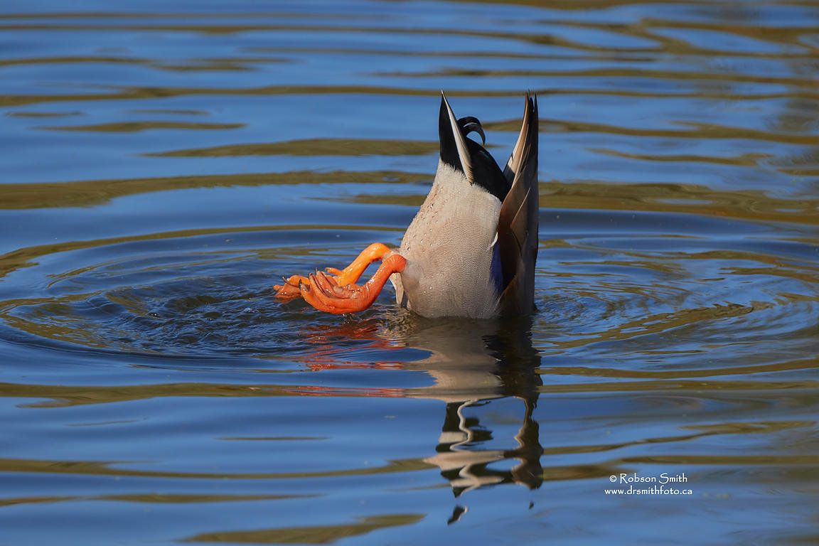 Tipping_Drake_Mallard_Duck_Feet_up_-_Photo_by_Robson_Smith_xgaplus.jpg