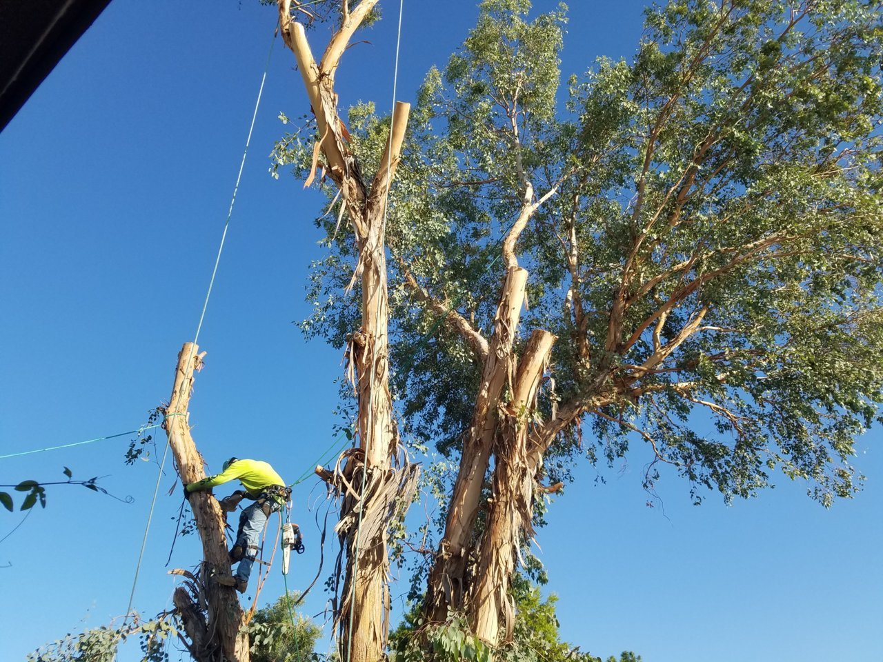 Tree cut 3.jpg