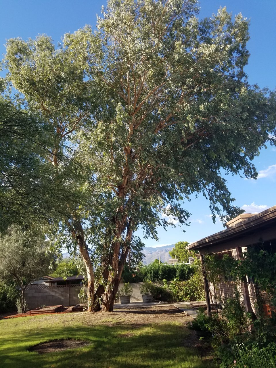 Tree removal 1.jpg