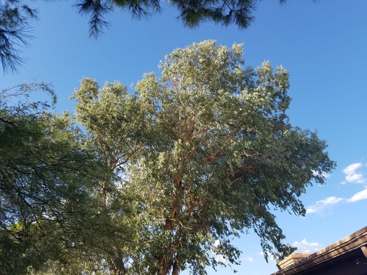 Tree removal 3.jpg