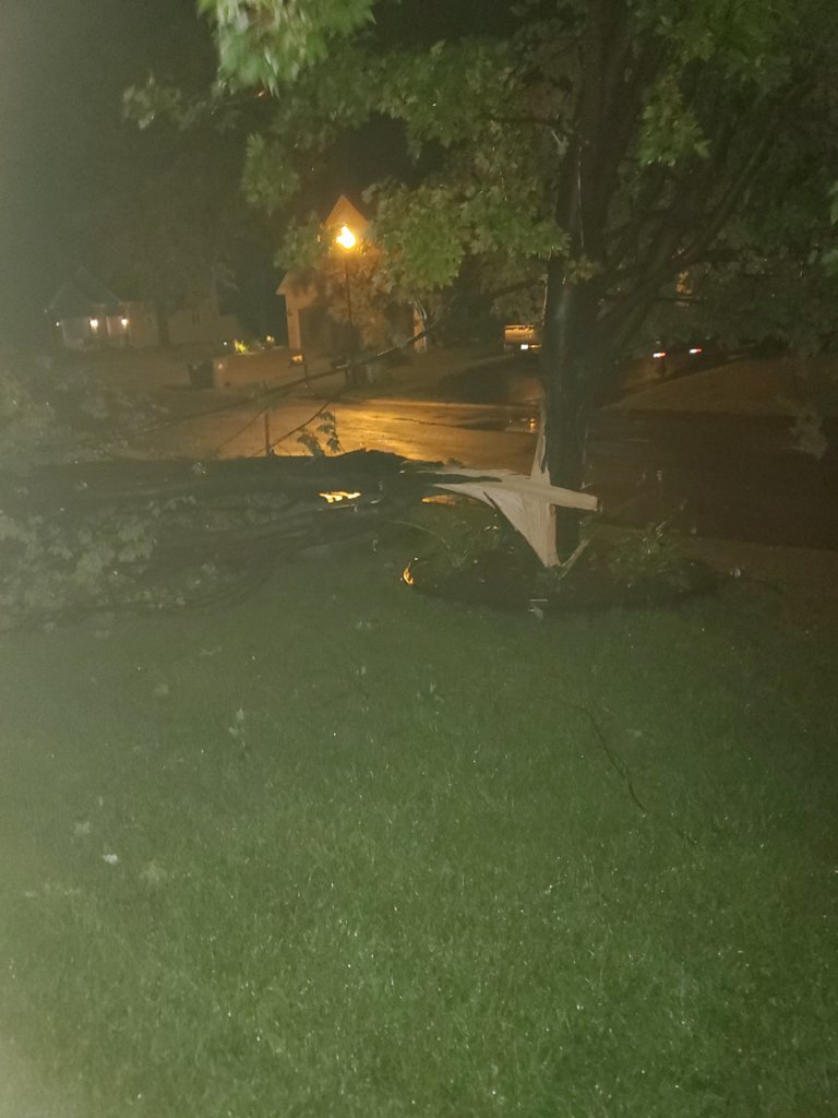 tree split.jpg