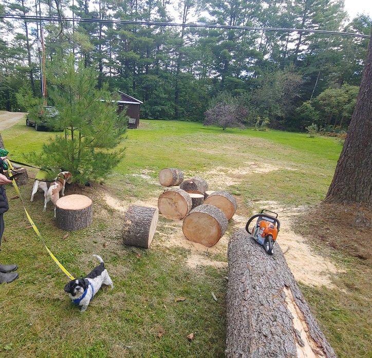 tree2.jpg