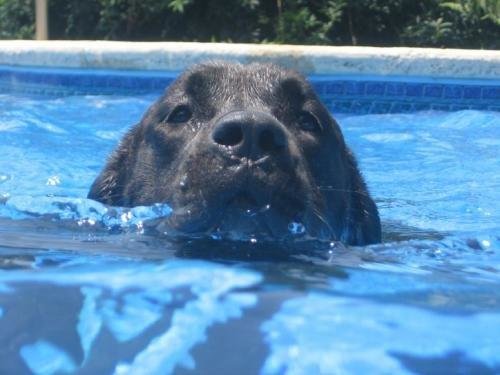 Troy pool.jpg