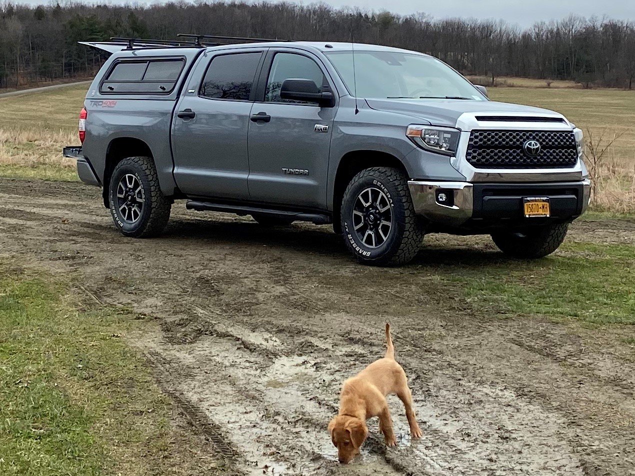 Truck and Dog.jpg