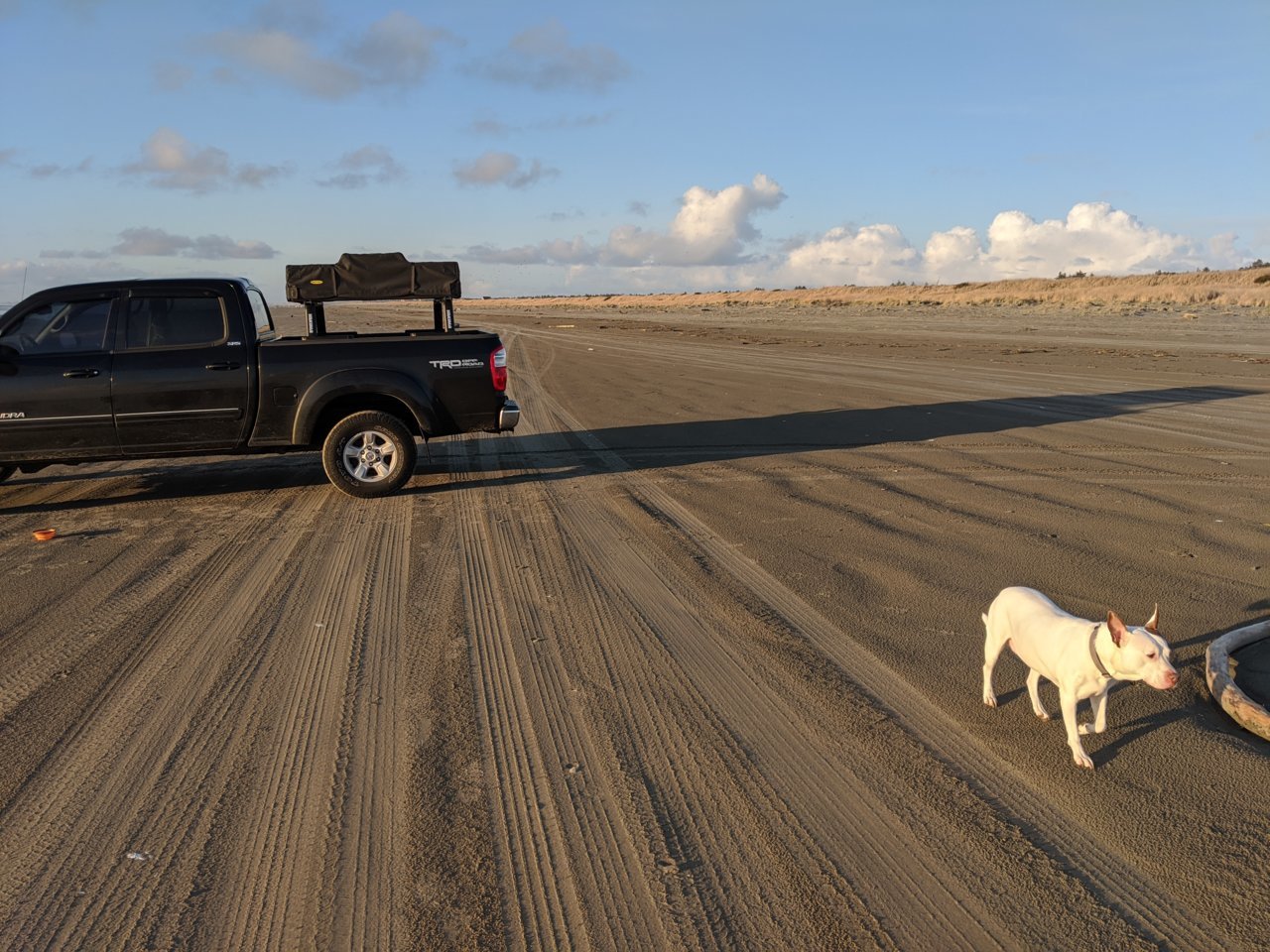 truck beach dog.jpg