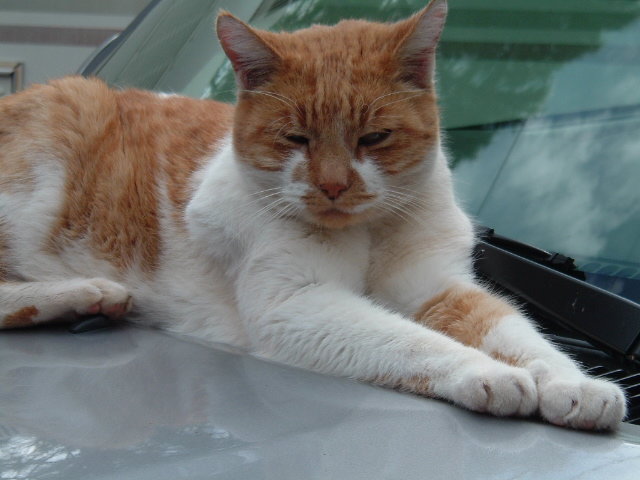 tuff on truck.jpg